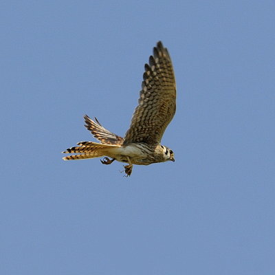 Kestrel carrying large insect