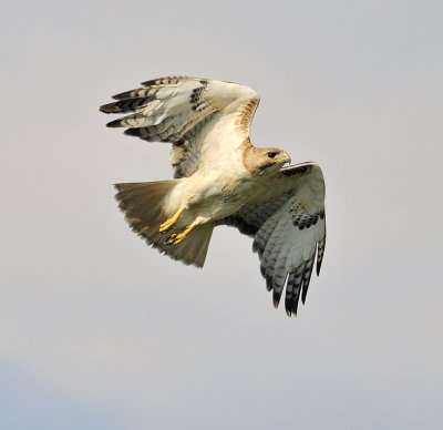 Redtail Above