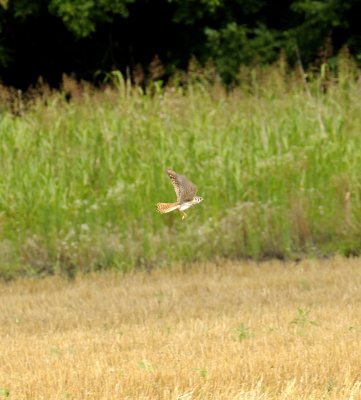 Kestrel in the Wheat Field