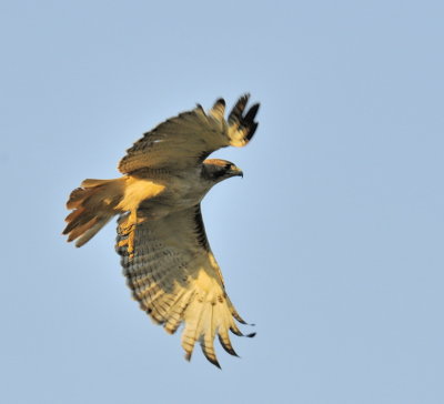 Late Afternoon Redtail