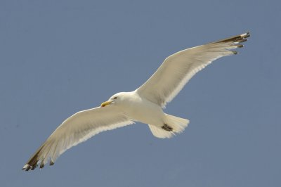 Gull