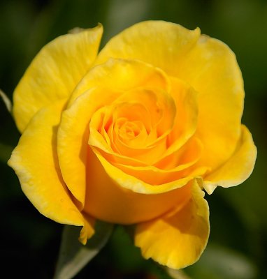 Yellow Rose... Of Texas?