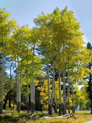 Beautiful Aspen