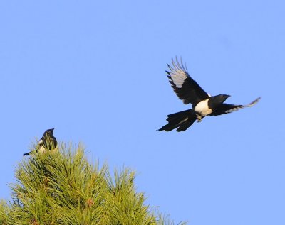 Magpie Airborn