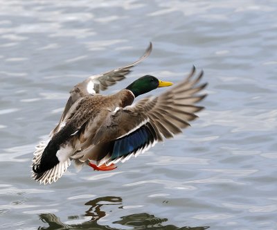 Mallard Landing - 3 images