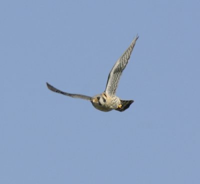 Kestrel FlyBy (Series)