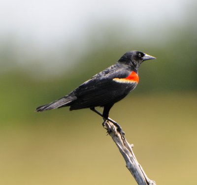 Summer Redwing Blackbird