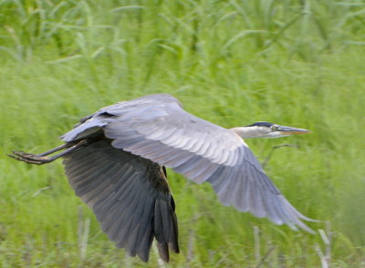 Blue Heron leaving Swamp