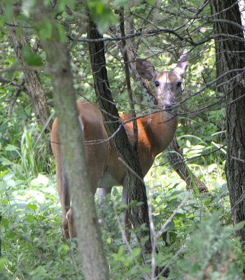 Hidden Deep in the Forest