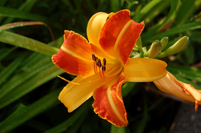 These are another, extremely common flower you see around here. I couldn't care less. I dig them completely.