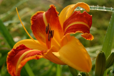 Notice the water beads on the leaf behind the flower?