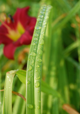 Water Beading up on the leaf of a perepheral plant. 