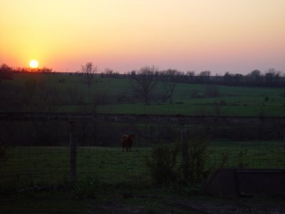 A lone cow comes to the fence line.
