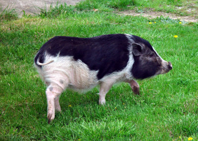 HAM-TONE-NEON; Hammy, our favorite pot bellied pig. Every farm needs a pig. 