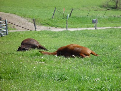 When I first saw this, I thought they were dead. I'd always heard that horses sleep while standing up. When I saw this, I figured they had expired, together like some equestrian Jonestown. 