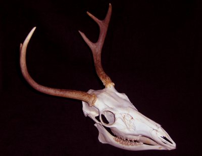 This is only one of a select few of the antlers I've chosen to keep. This one hangs in my office at home.