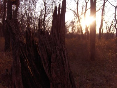 The Bush Sunset