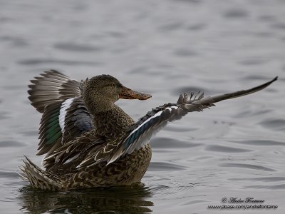 canard souchet  IMG_7452-800.jpg