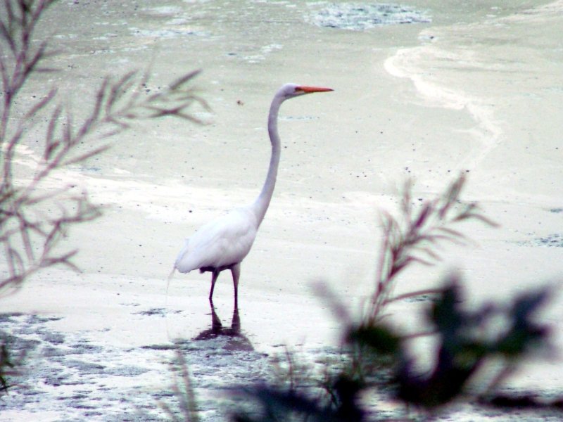 Icy Egret