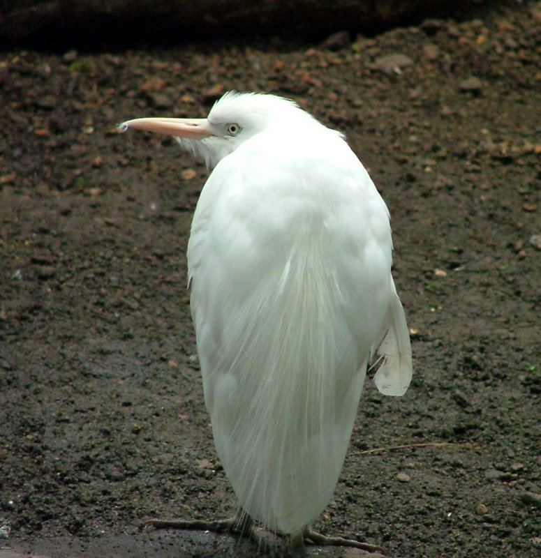 Egret