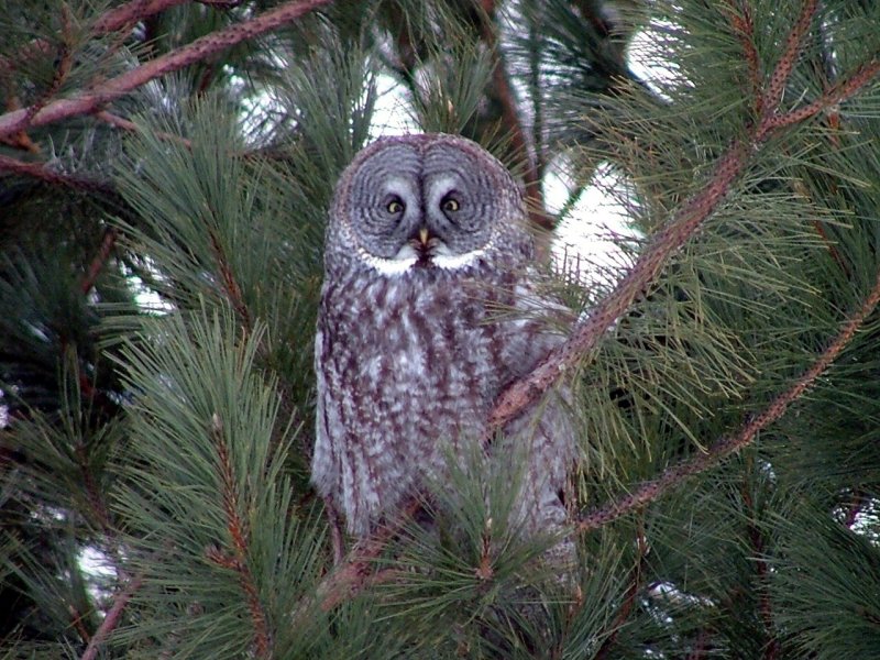 Grey Owl in Evergreens