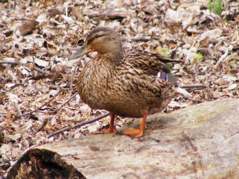 Mallard hen