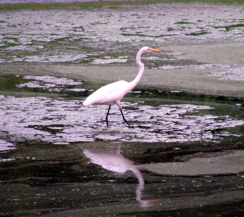 Reflection of an egret