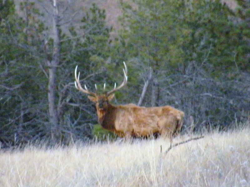 Elk Encounter
