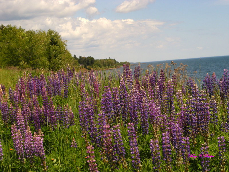Lupines along the North Shore