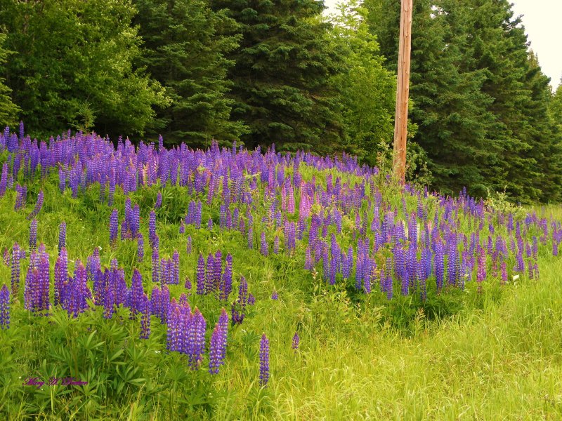 Wild Lupines