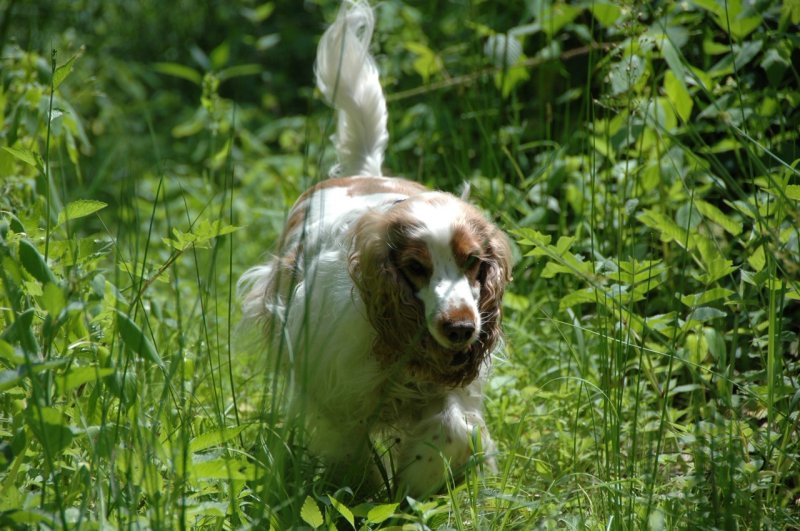 Holly step lightly