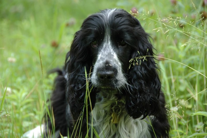 Macky Boy