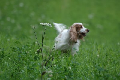 Holly in Action