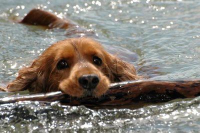Byron Retrieving 2
