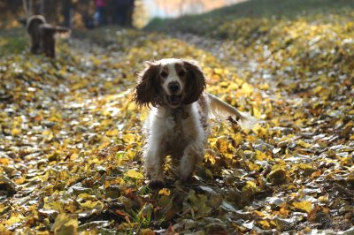 Fall Light