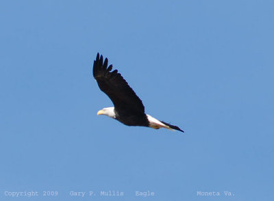 The eagle flies.jpg