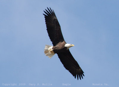 Another view of an Eagle.jpg