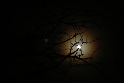 Moonlight