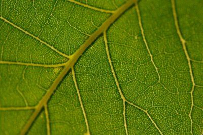 Backyard Pecan