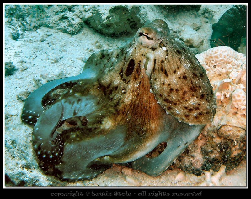 Under Water