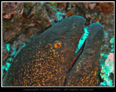 Giant Moray