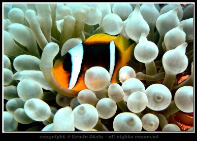 Clownfish