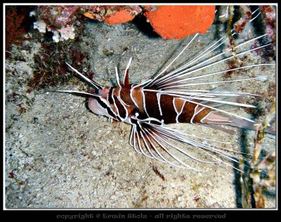 Lion Fish