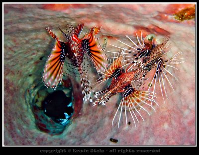 Juvenile Lionfish