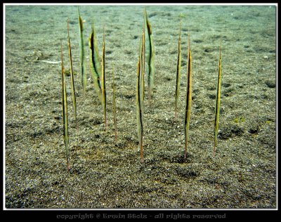 Razor Pipefish