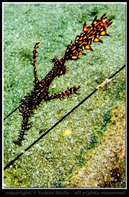 Ghostpipe Fish