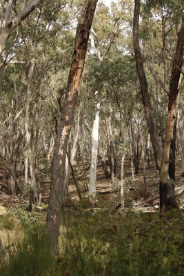 Gum Tree