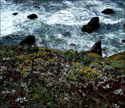 wild flowers and pacific.jpg