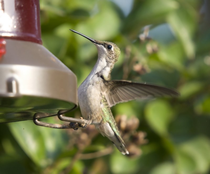 Female Rubythroat