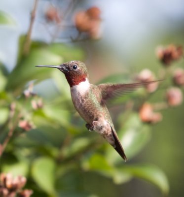 male ruby Redthroat hummingbird